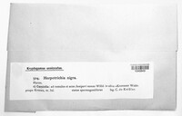Herpotrichia nigra image